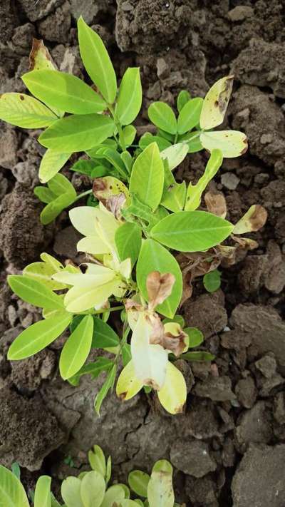 Tobacco Caterpillar - Peanut