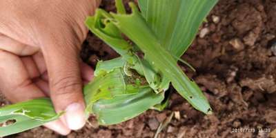 Fall Armyworm - Maize