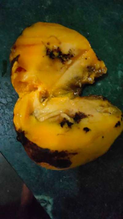 Mango Nut Weevil - Mango