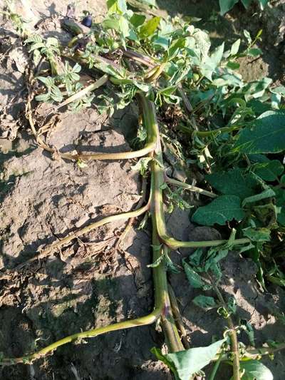 Stem Rot of Tomato - Potato