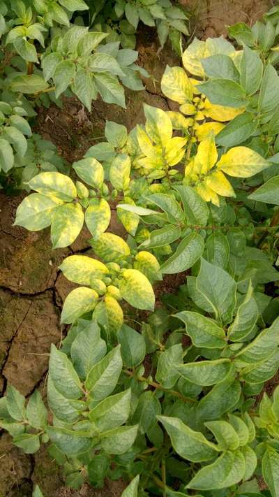 Calcium Deficiency - Potato