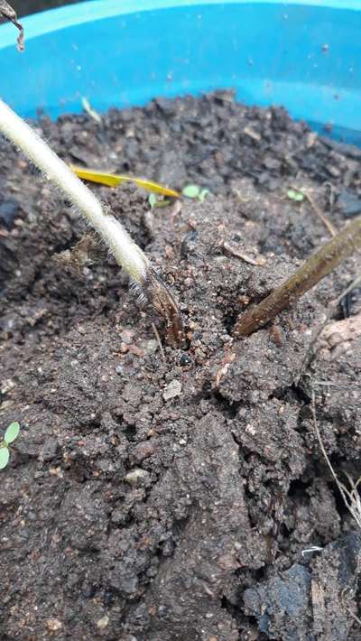 Murcha de Fusarium - Tomate