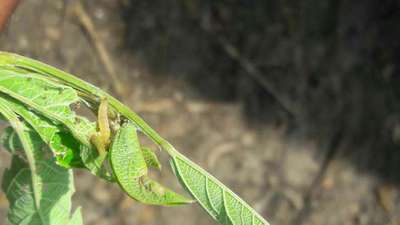 Pea Pod Borer - Pigeon Pea & Red Gram