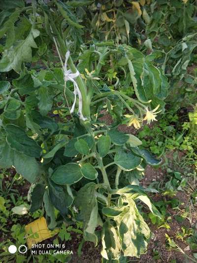 Rizado de las hojas del tomate - Tomate