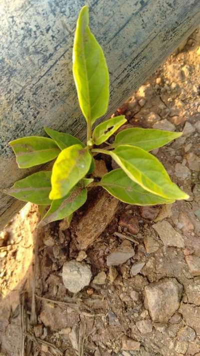 ಕಳೆನಾಶಕದಿಂದ ಹಾನಿ - ದಪ್ಪ ಮೆಣಸಿನಕಾಯಿ & ಮೆಣಸಿನಕಾಯಿ