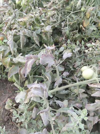 Phosphorus Deficiency - Tomato