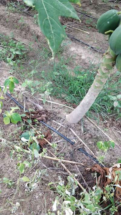 Downy Mildew - Papaya