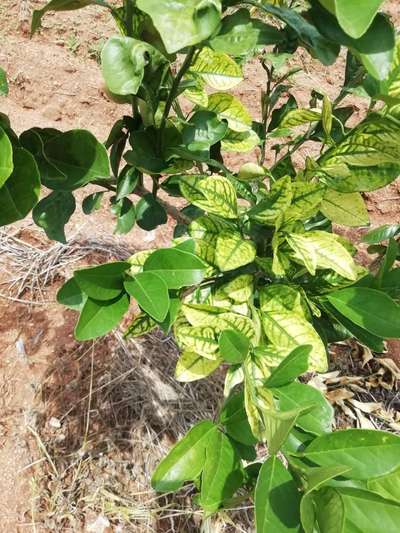 Citrus Leaf Miner - Citrus