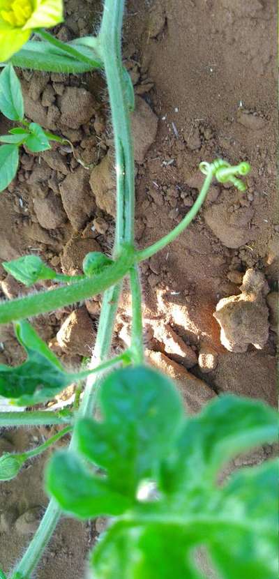 Gummy Stem Blight of Cucurbits - Melon