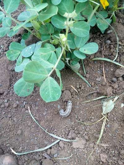 Tobacco Caterpillar - Peanut