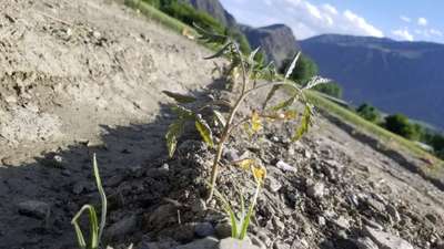 Nitrogen Deficiency - Tomato