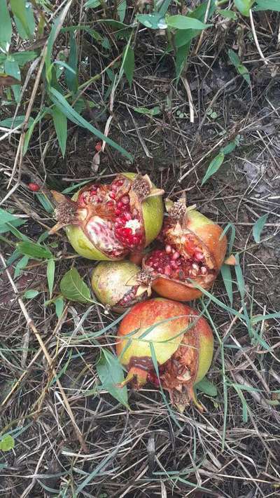 Boron Deficiency - Pomegranate