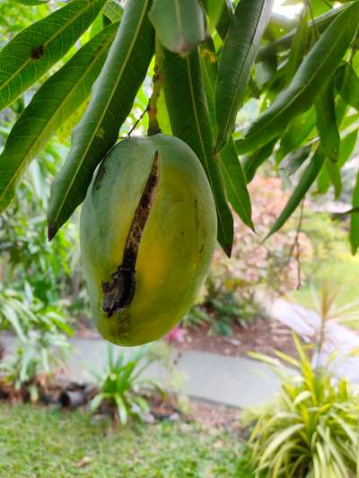 Fruit Cracking - Mango