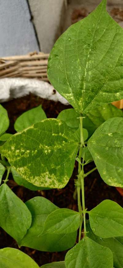 Leafhoppers and Jassids - Bean