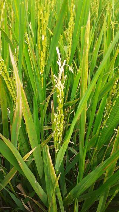 Potassium Deficiency - Rice