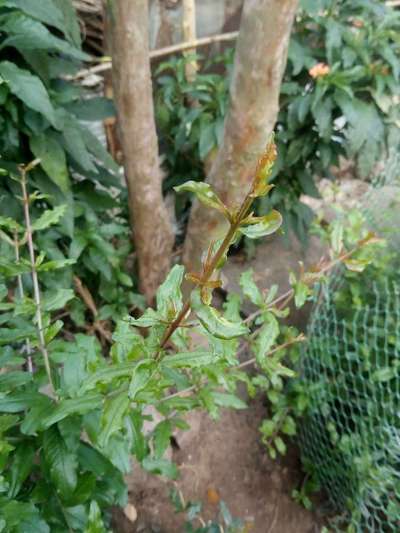 Broad Mite - Pomegranate