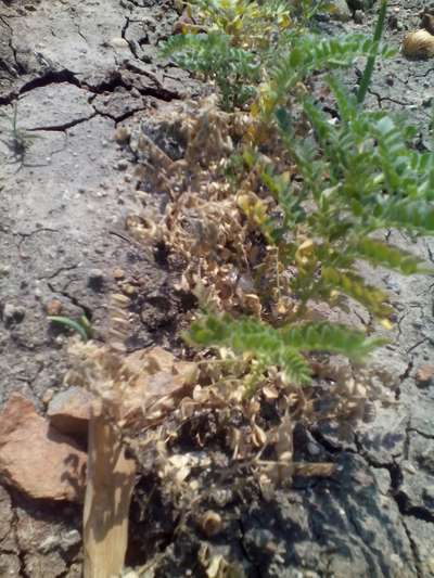 ಬೇರು ಮತ್ತು ಬುಡ ಕೊಳೆ ರೋಗ - ಕಡಲೆ ಕಾಳು & ಬೇಳೆ