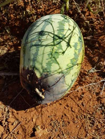 Podridão Apical - Melão/Melancia