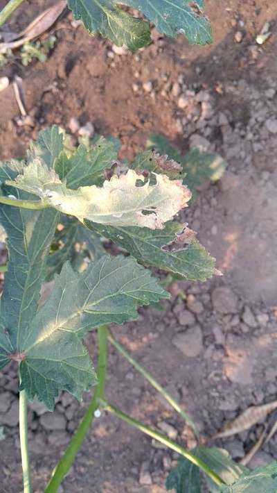 Spider Mites - Okra