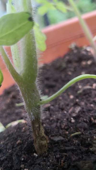 Foot and Collar Rot - Tomato