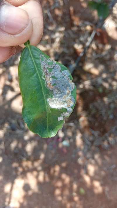 Citrus Leaf Miner - Citrus