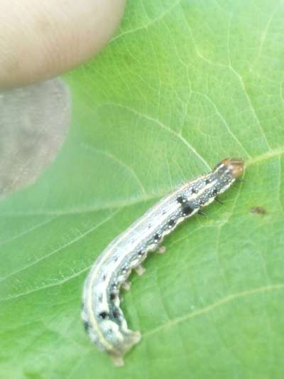 Tobacco Caterpillar - Cotton