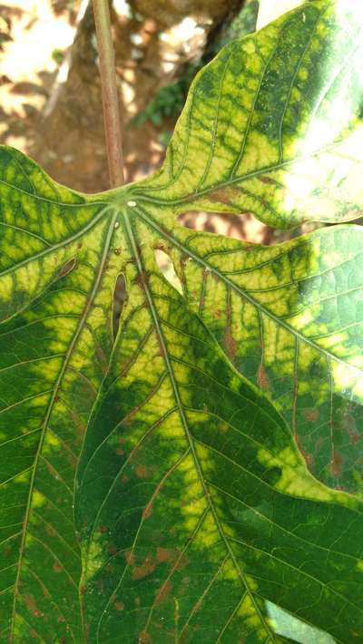 Whiteflies - Cassava