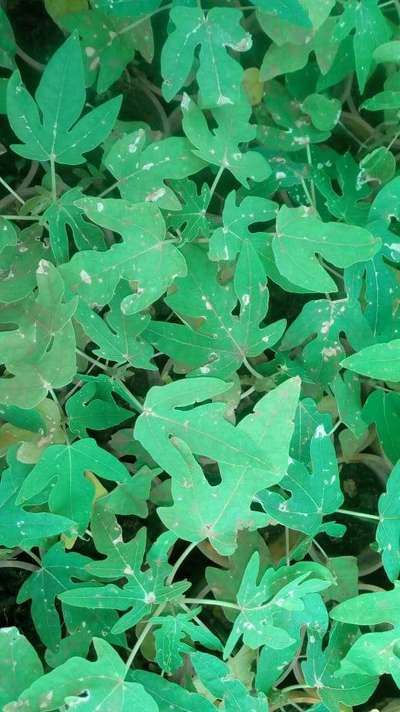 Powdery Mildew of Papaya - Papaya