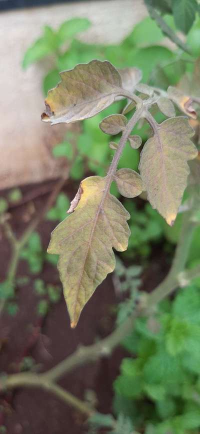 Spider Mites - Tomato