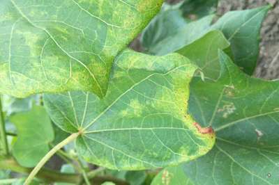 Cotton Leafhopper Jassids - Cotton