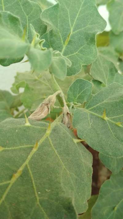 Brinjal Shoot and Fruit Borer - Brinjal