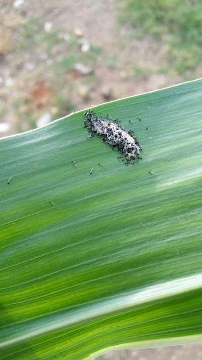 விழு படைப்புழு - மக்காச்சோளம்