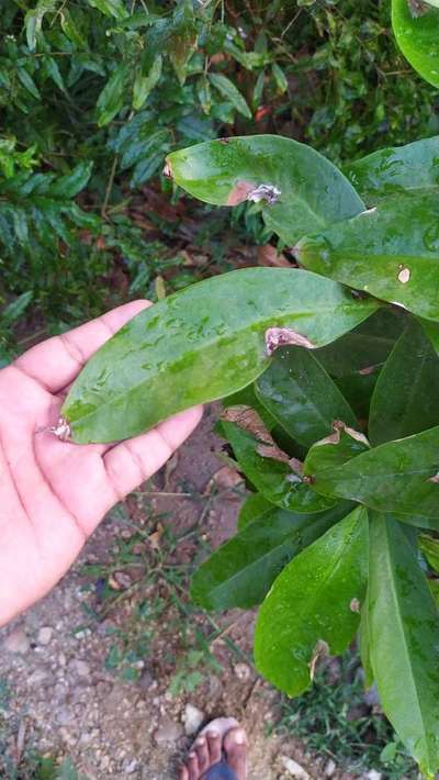 Leafhoppers and Jassids - Citrus