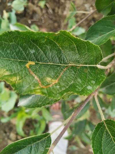 Leaf Miner Flies - Apple