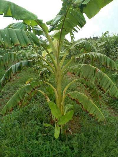 ಪೊಟ್ಯಾಸಿಯಮ್  ಕೊರತೆ - ಬಾಳೆಹಣ್ಣು