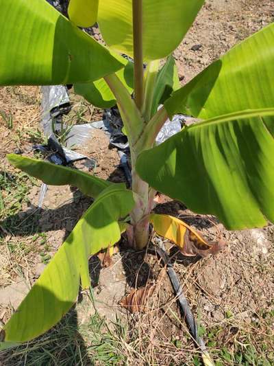 Pseudostem Weevil - Banana