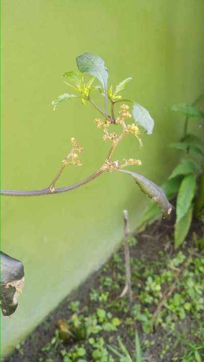 Phosphorus Deficiency - Capsicum & Chilli