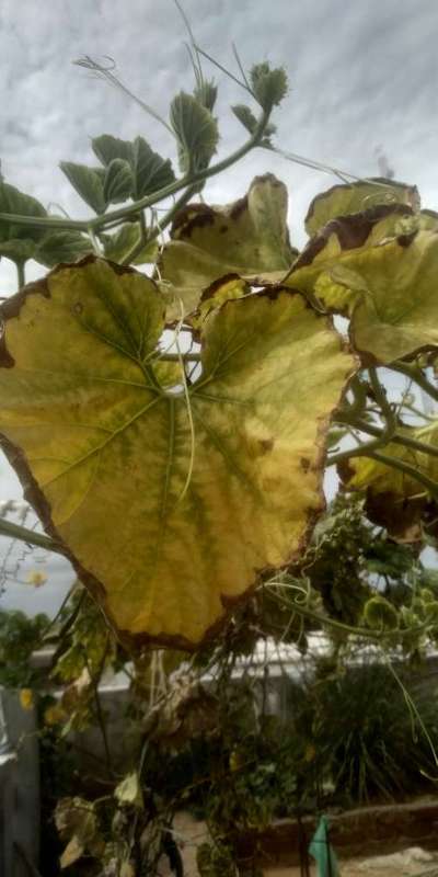 Potassium Deficiency - Cucumber