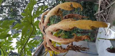 নাইট্রোজেনের অভাবজনিত রোগ - পেঁপে