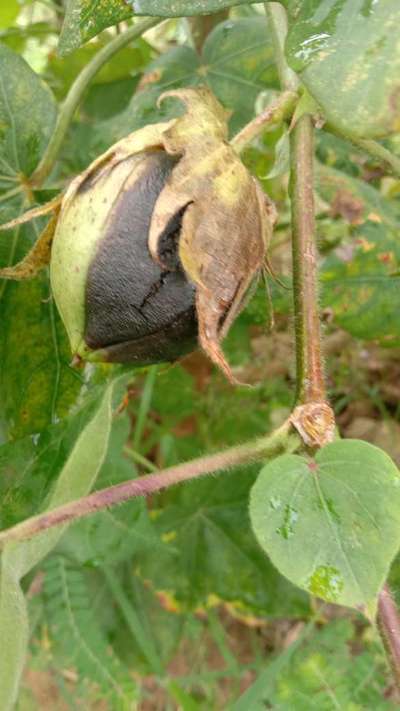 गुलाबी इल्ली कीट (पिंक बॉलवर्म) - कपास