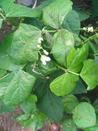 ಕಾಂಡ ಕೊಳೆತ - ಹುರುಳಿ