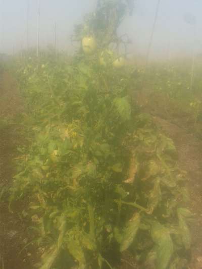 Cercospora Fruit and Leaf Spot - Tomato