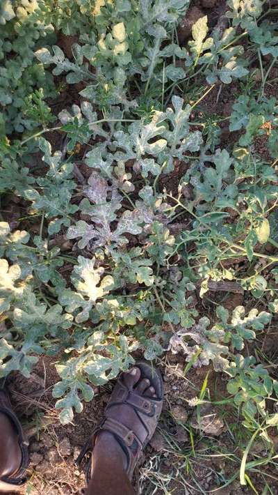 Leaf Miner Flies - Melon