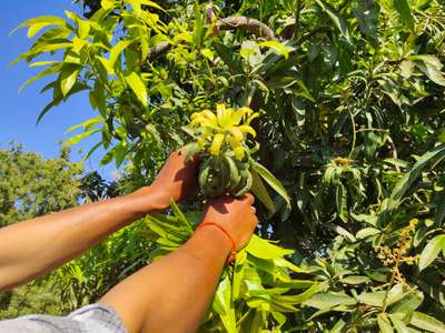 Calcium Deficiency - Mango