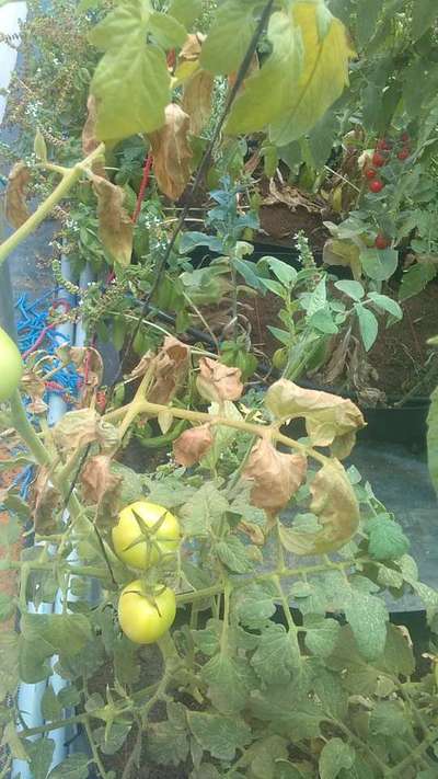 Powdery Mildew - Tomato