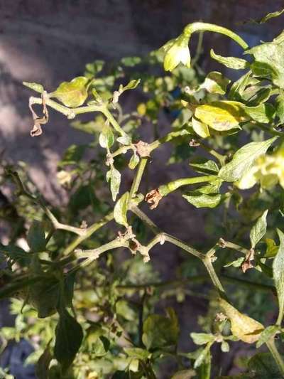 Spider Mites - Capsicum & Chilli