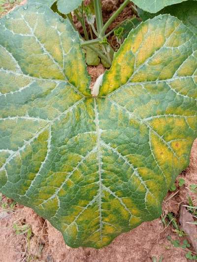 Downy Mildew - Pumpkin