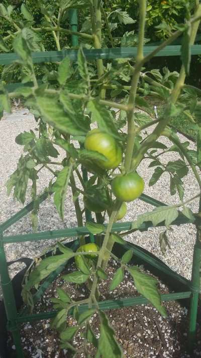 Tomato Late Blight - Tomato