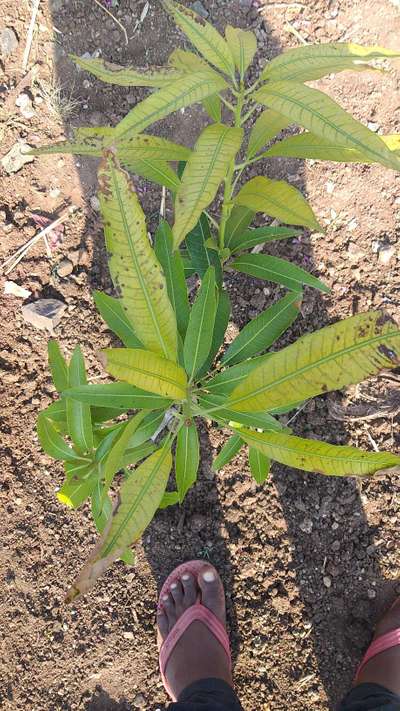 Nitrogen Deficiency - Mango