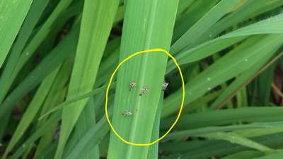 Brown Planthopper - Rice